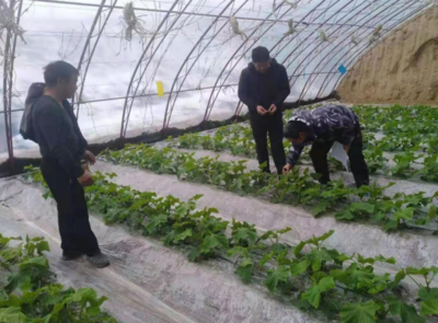 甘泉县:设施农业技术培训助力产业发展