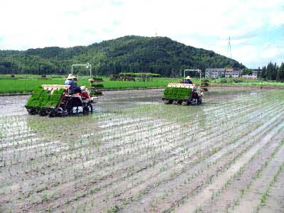 农业部:水稻耕种收综合机械化率力争五年后达78%