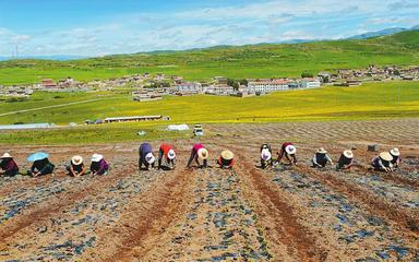 四川藏区脱贫攻坚:激发内生动力 发挥援建之力 干部拉力